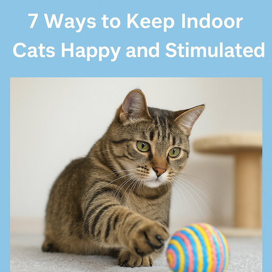 Cat Enrichment UK – How to Keep Indoor Cats Entertained and Happy in 2025